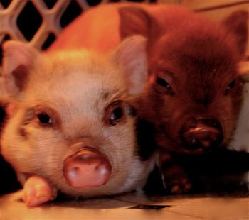 мини-пигг мини-пигг