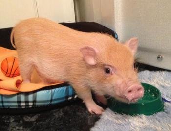 мини-пигг мини-пигг