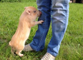 мини-пигг мини-пигг