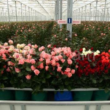 теплица теплица