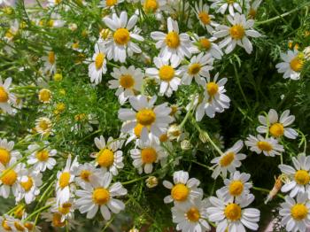 Ромашка аптечная (Ерицук)