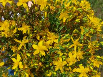 Зверобой (аревкуйрик)