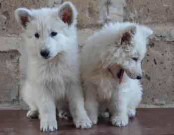 Белая Швейцарская Овчарка