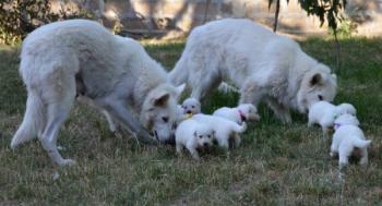 Белая Швейцарская Овчарка