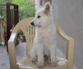 Белая Швейцарская Овчарка