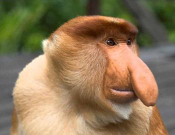 обезьяна с носом