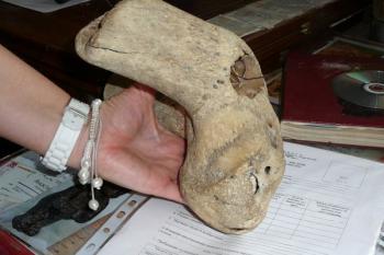 череп инопланетянина