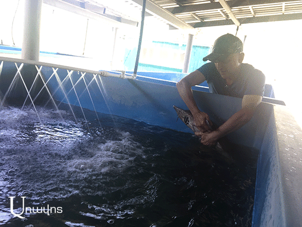 осетровые в Арцахе