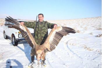 белоголовый сип