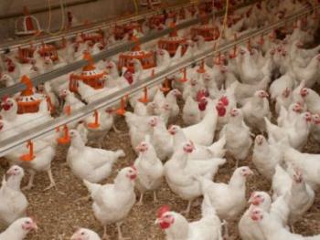 Армянская птицеводческая продукция несравненно качественнее и безопасней импортной: глава союза птицеводов