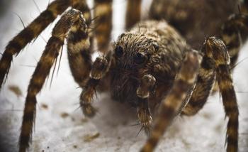 Фэнтези-литература дала названия семи видам пауков