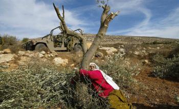 Дерево в израильском контексте: как палестинцы превратились во врагов земли