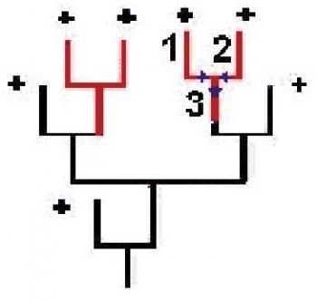 степени иерархии