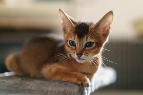 абиссинская кошка история породы