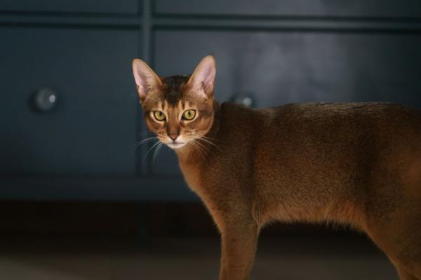 абиссинская кошка характер