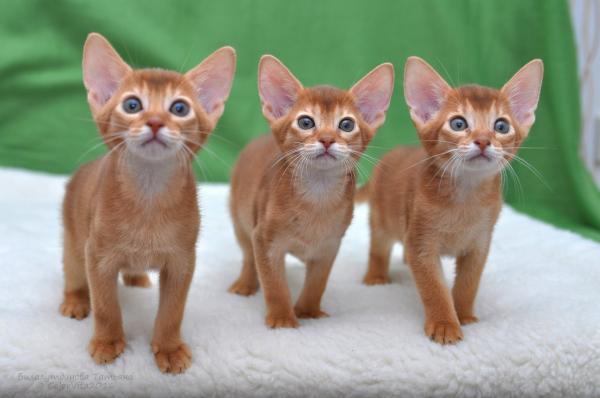 абиссинская кошка котята