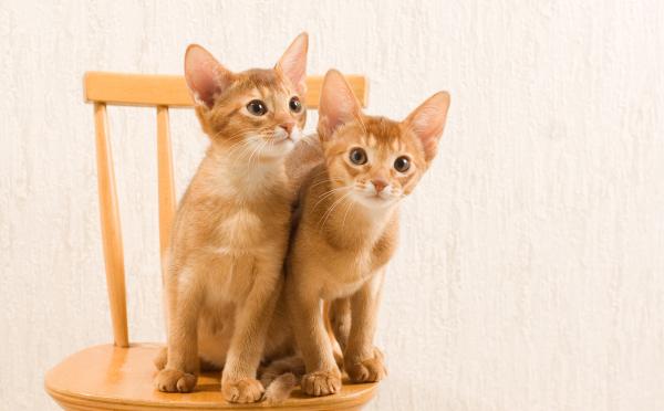 абиссинская кошка правила кормления