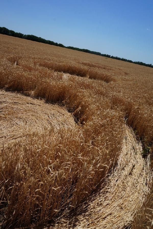 Круги на полях