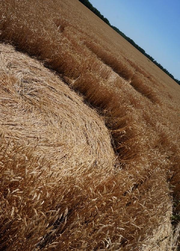 Круги на полях