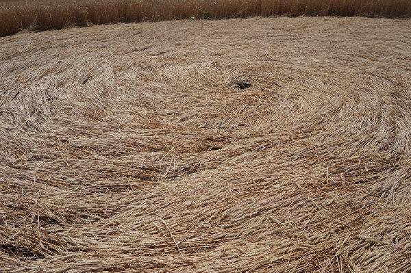 Круги на полях