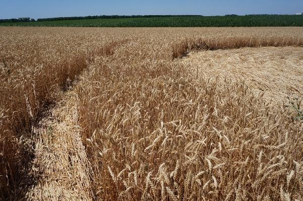 Круги на полях