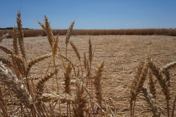 Круги на полях