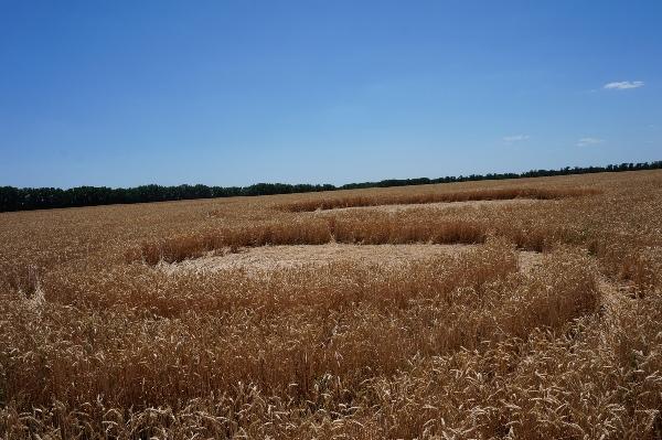 Круги на полях