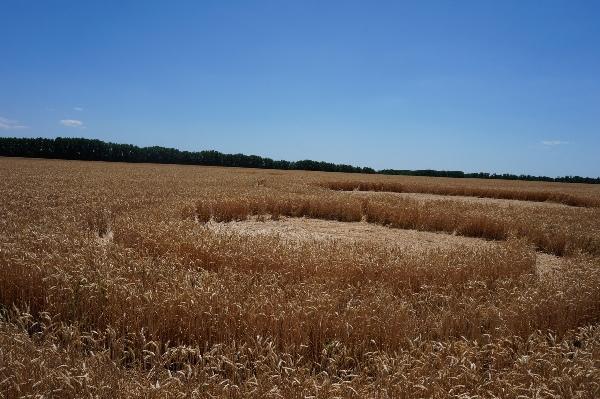 Круги на полях