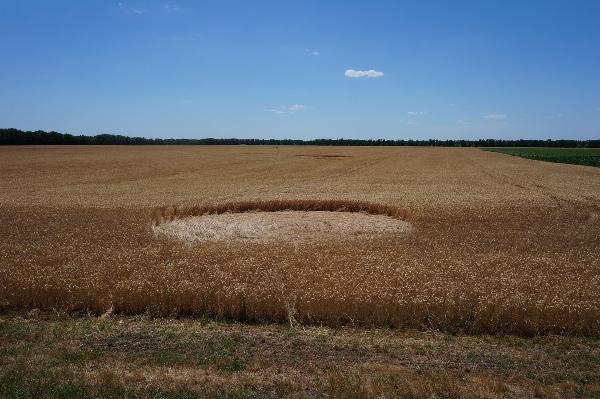 Круги на полях