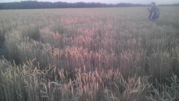 Круги на полях