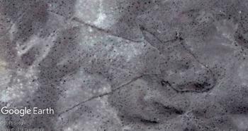 пустынные змеи