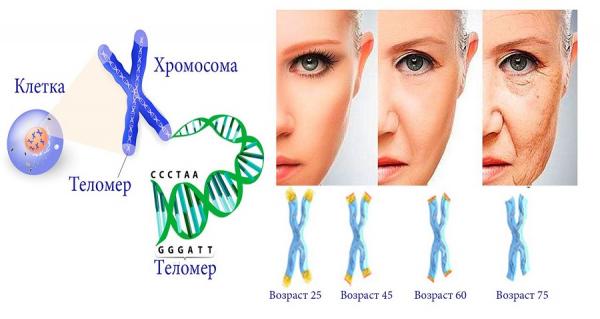 хромосома и теломер