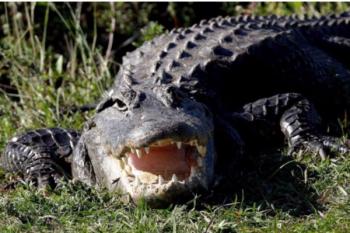 Первых крокодилов в Армении можно будет увидеть до конца года... если позволит народ