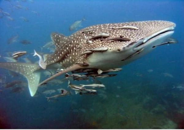 Китовая акула (Rhincodon typus) фото Китовая акула (Rhincodon typus) фото