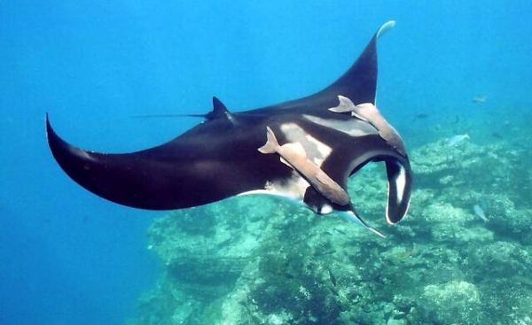 Манта (Manta birostris) фото Манта (Manta birostris) фото