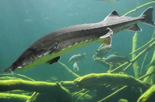 Белуга (Huso huso) фото Белуга (Huso huso) фото