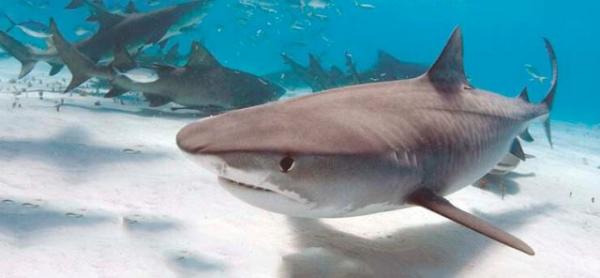 Тигровая акула (Galeocerdo cuvier) фото Тигровая акула (Galeocerdo cuvier) фото