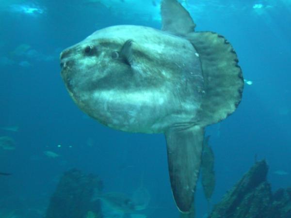Рыба-луна (Mola mola) фото