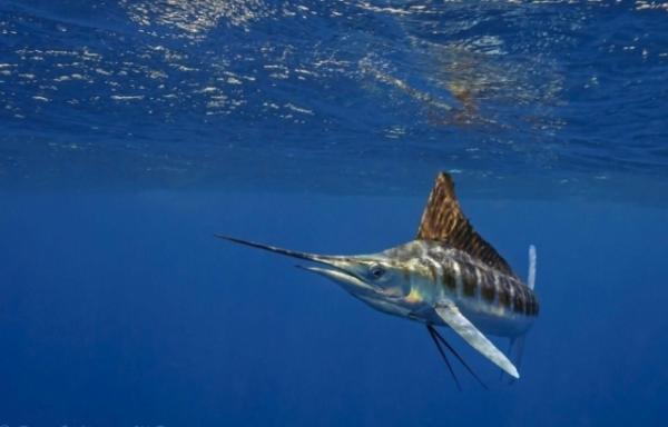 Синий марлин (Makaira nigricans) фото Синий марлин (Makaira nigricans) фото
