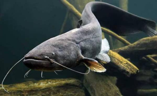 Сом обыкновенный (Silurus glanis) фото Сом обыкновенный (Silurus glanis) фото