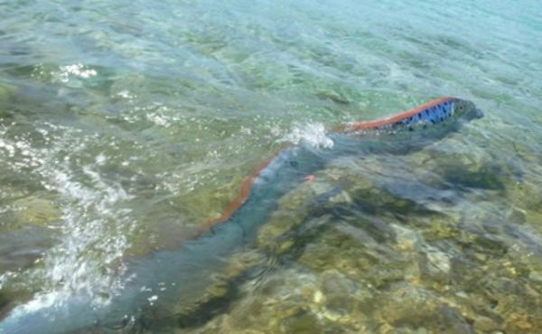 Сельдяной король (Regalecus glesne) фото Сельдяной король (Regalecus glesne) фото