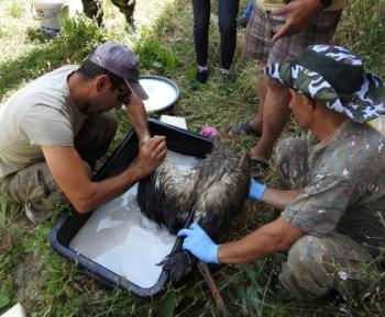 грязный аист